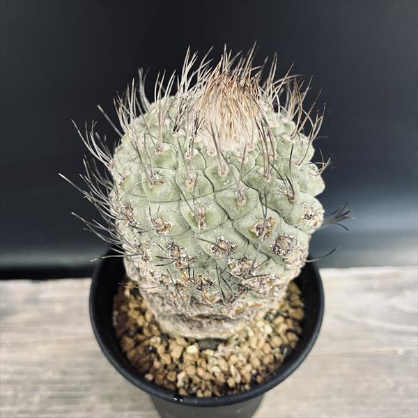 楽天市場】サボテン：ストロンボカクタス 大疣菊水 実生*幅7cm 現品