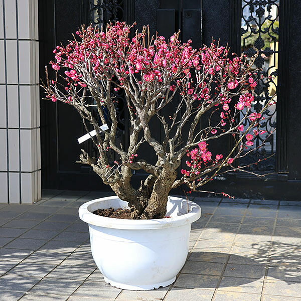 楽天市場】特選庭木・植木：梅の木（立ち梅）（紅梅）八重咲き* 玉造り