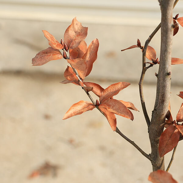 楽天市場】庭木 植木 ：ヤマコウバシ（山香ばし）現品限り* 単木 佐川