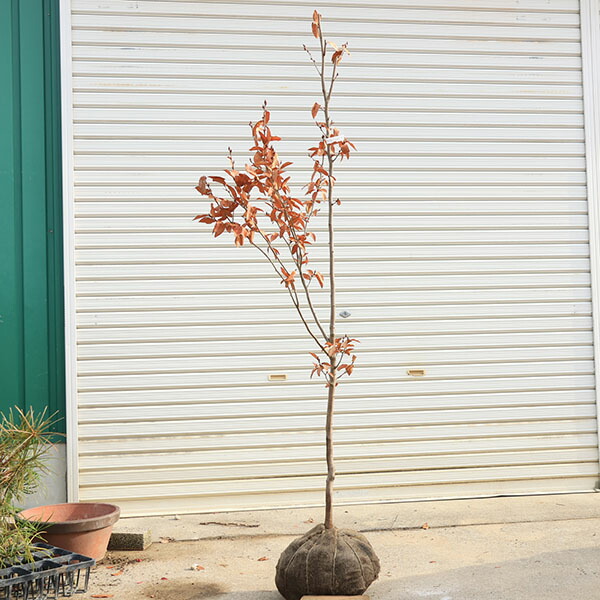 楽天市場】庭木 植木 ：ヤマコウバシ（山香ばし）現品限り* 単木 佐川