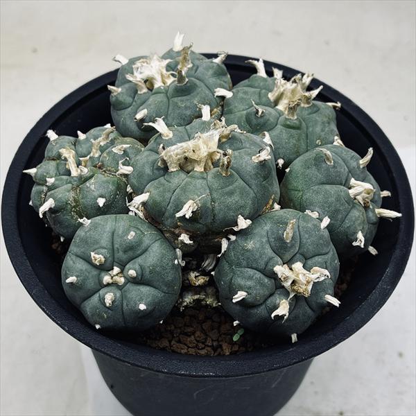 楽天市場】サボテン：ロフォフォラ 烏羽玉*幅11cm 現品！一品限り