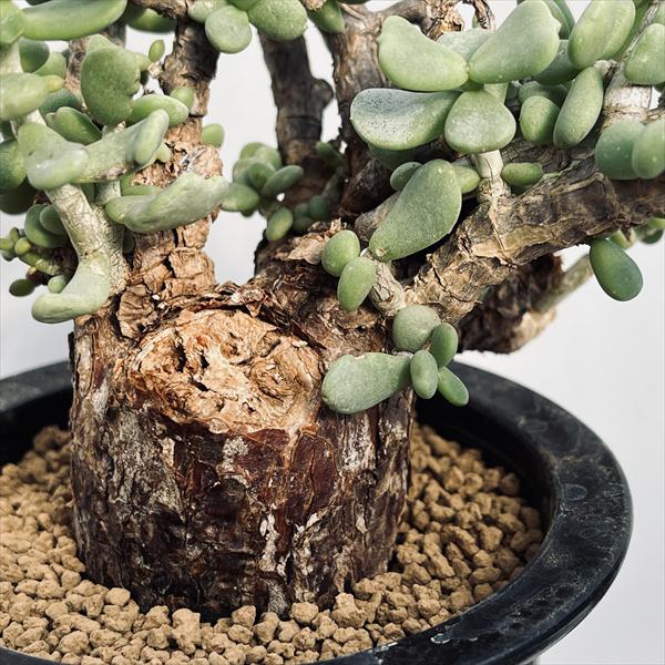 楽天市場】コーデックス：ケラリア ピグマエア 大株 発根済*葉幅15cm