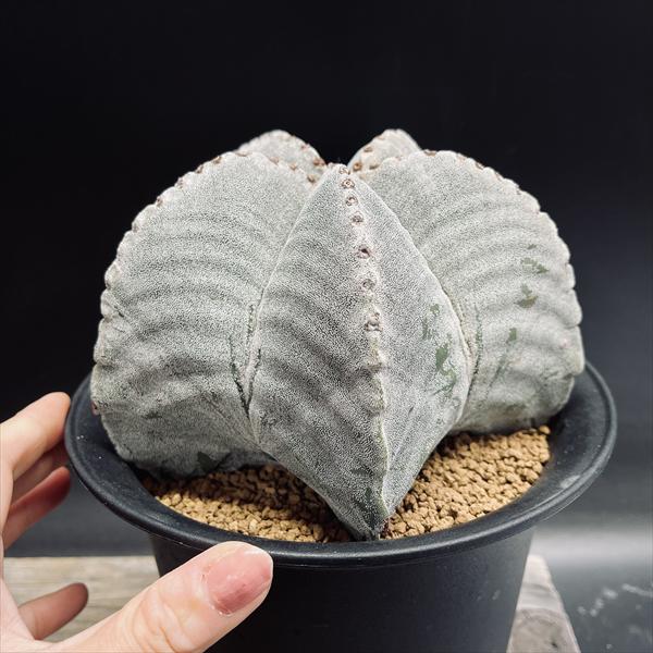 楽天市場】サボテン：アストロフィツム 山川肋骨ストロンギ鸞鳳玉 実生