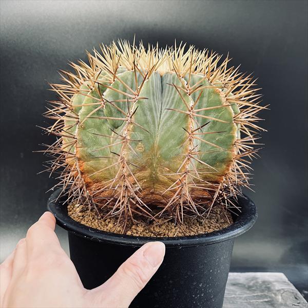 楽天市場】サボテン：フェロカクタス 王冠竜*幅16cm 現品！一品限り