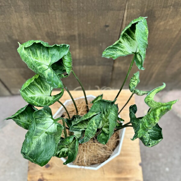 楽天市場】観葉植物：シンゴニューム ゴジラ*4号プラポット