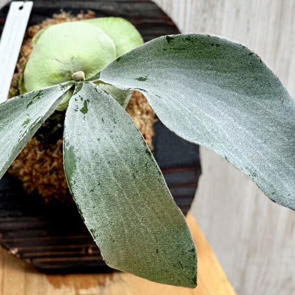 楽天市場】観葉植物：コウモリラン オモ ホワイトラバー 板付け*吊り