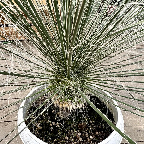 楽天市場】観葉植物：ユッカ エラータ*プラポット 現品をお届け 大型