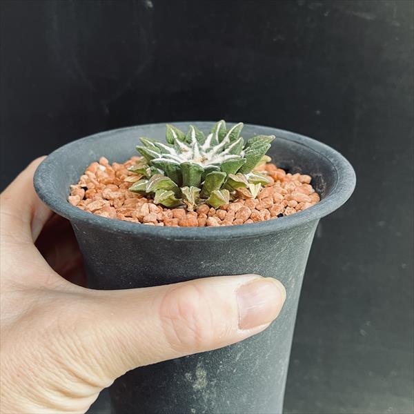 楽天市場】サボテン：アリオカルプス 黒牡丹*幅4.5cm 現品 一品限り