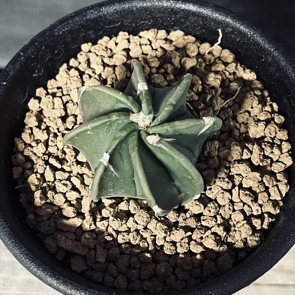 楽天市場】サボテン：アストロフィツム 大鳳玉 実生*S 幅3.5cm