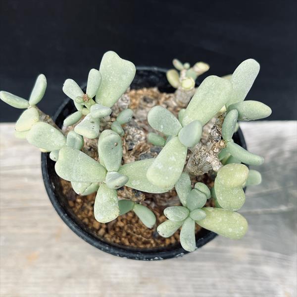 楽天市場】☆特価☆コーデックス：ケラリア ピグマエア 大株*葉幅9cm