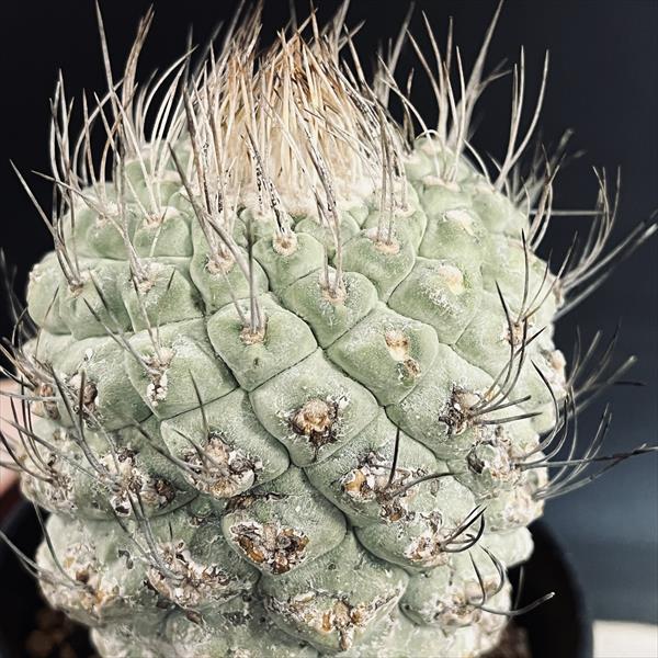 楽天市場】サボテン：ストロンボカクタス 大疣菊水 実生*幅7cm 現品