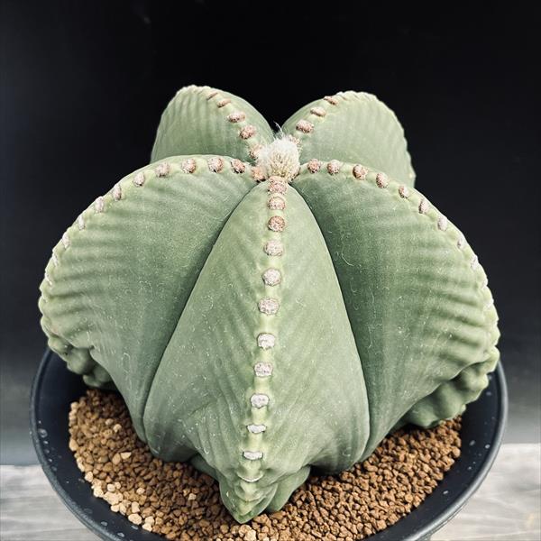 観葉植物 アストロフィツム」の人気商品一覧 | 安い商品を通販サイト