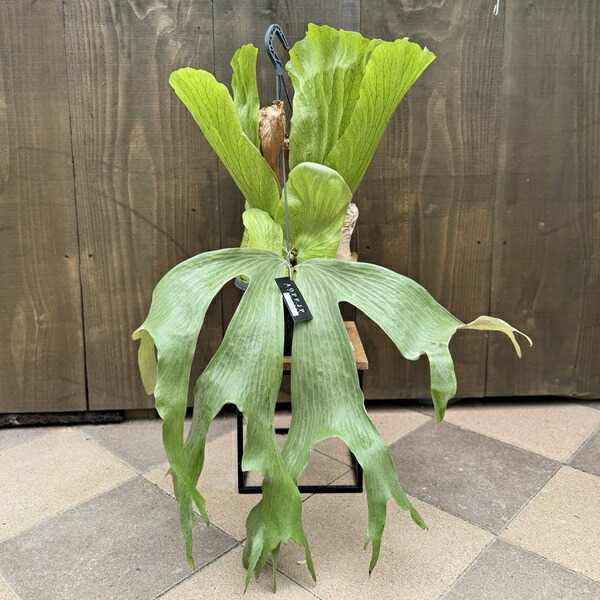 楽天市場】おしゃれ 観葉植物：ビカクシダ コウモリラン ステマリア*7