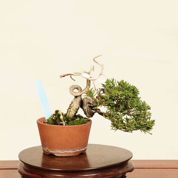 植木 盆栽 真柏 ミニ盆栽」の人気商品一覧 | 安い商品を通販サイトから