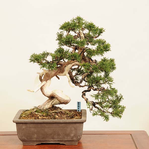 楽天市場】盆栽：特選糸魚川真柏 現品* しんぱく シンパク Sabina