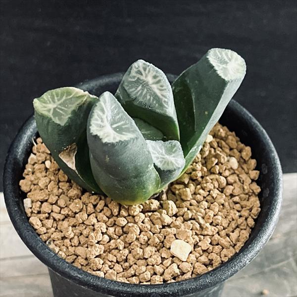 楽天市場】多肉植物：ハオルチア 万象*幅5.5cm 現品！一品限り