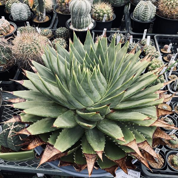 楽天市場】多肉植物：アロエ ポリフィラ*幅58cm 現品！一品限り