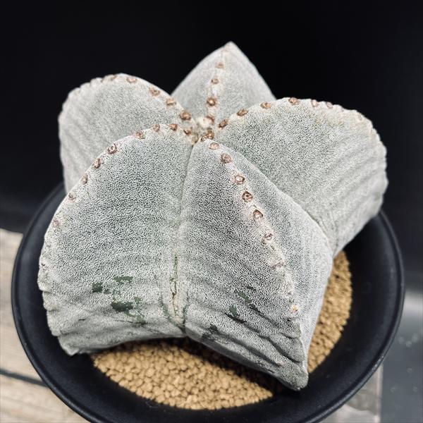 楽天市場】サボテン：アストロフィツム 山川肋骨ストロンギ鸞鳳玉 実生