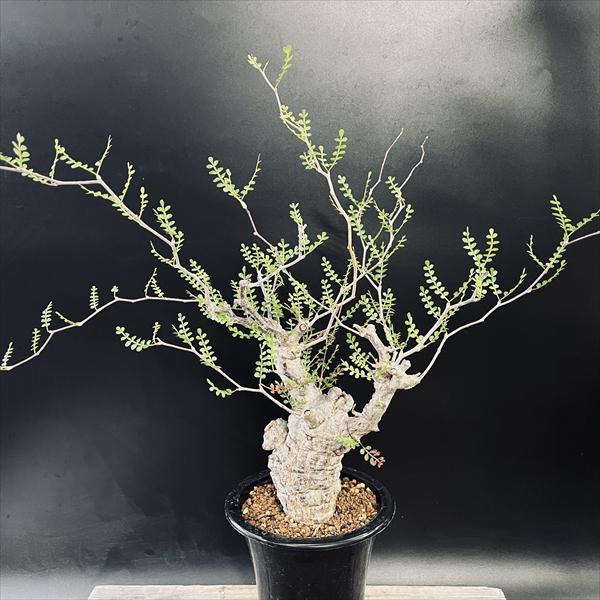 楽天市場】コーデックス：オペルクリカリア パキプス 発根済*葉幅