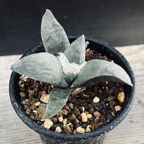 楽天市場】サボテン：アリオカルプス 村主モンスト花牡丹の実生*幅