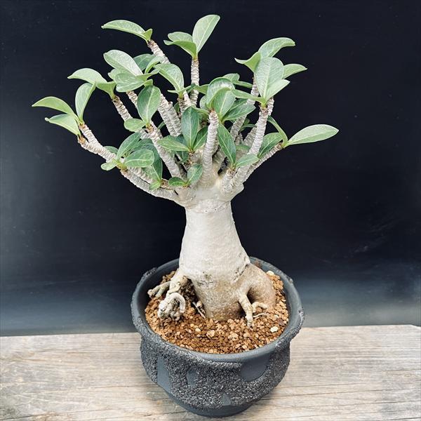 楽天市場】コーデックス：アデニウム アラビカム コンパクトセレクト