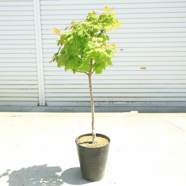 楽天市場】庭木・植木：イタヤもみじ（青板屋モミジ）*イタヤカエデ