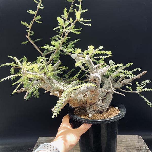 楽天市場】コーデックス：ボスウェリア ネグレクタ*幅45cm 現品 一品