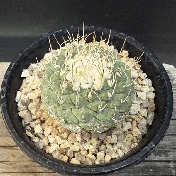 楽天市場】サボテン：ストロンボカクタス 菊水*幅5cm 現品！一品限り