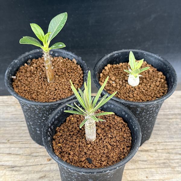 楽天市場】コーデックス：パキポディウム グラキリス＆エブレネウム