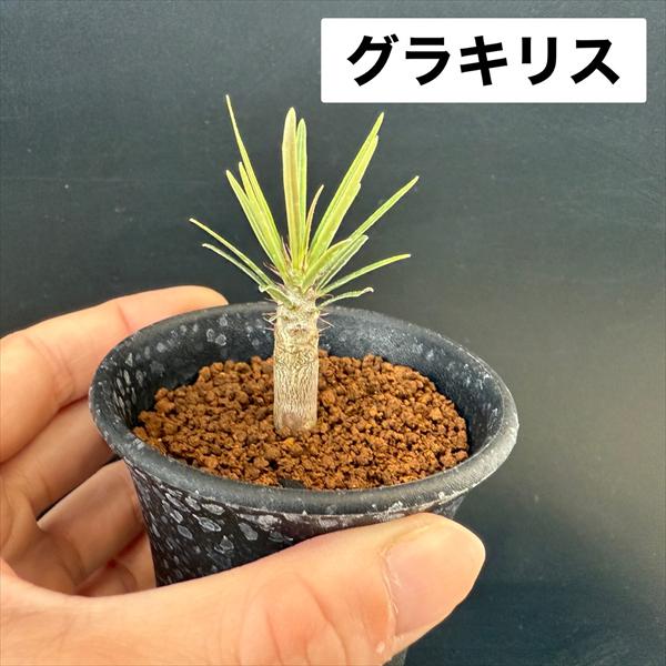 楽天市場】コーデックス：パキポディウム グラキリス＆エブレネウム