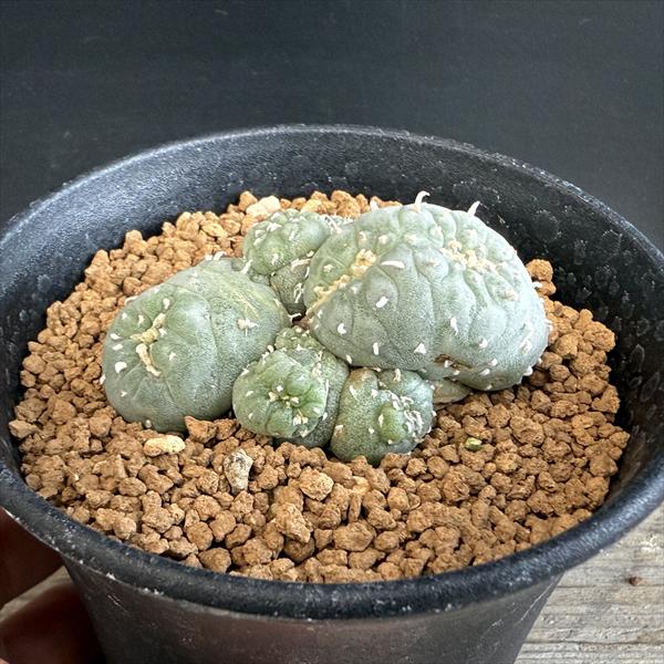 楽天市場】サボテン：ロフォフォラ 銀冠玉モンスト 自根*幅6cm 現品