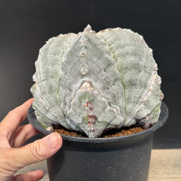 楽天市場】サボテン：アストロフィツム 肋骨ストロンギ鸞鳳玉 実生*幅