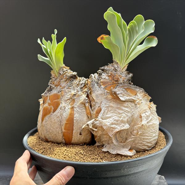 楽天市場】☆特価☆コーデックス：ブーファン ハエマンソイデス ダブル