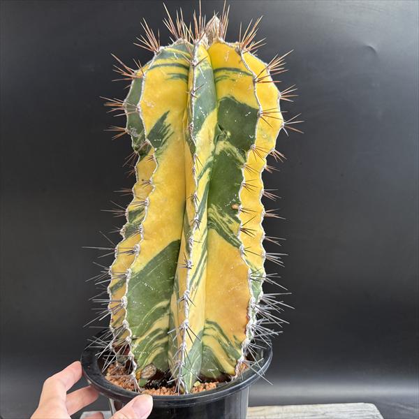 楽天市場】☆特価☆サボテン：アストロフィツム 般若錦*幅15cm 現品