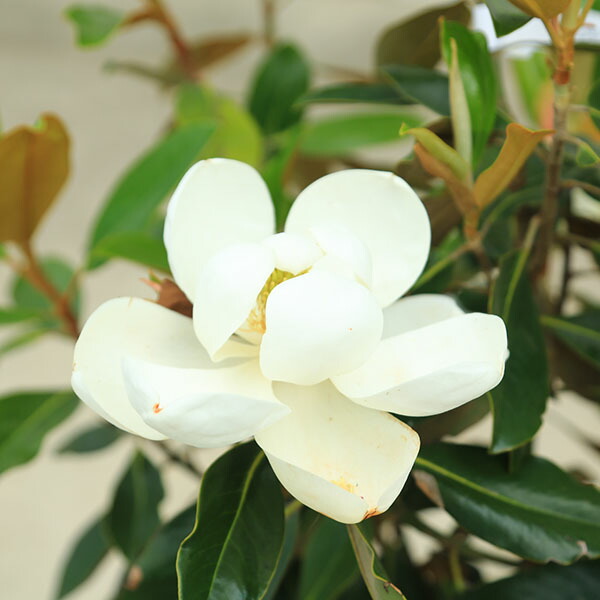 楽天市場】特選庭木：タイサンボク（リトルジェム） 現品限り* たい