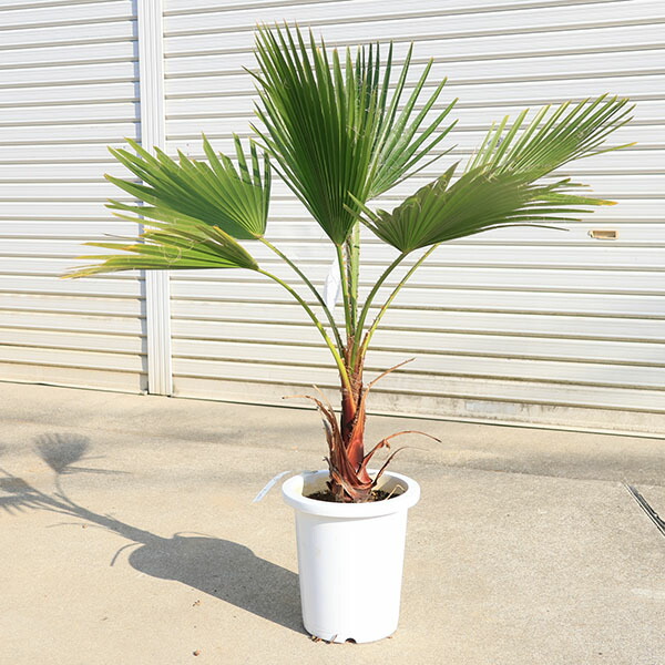 楽天市場】特大庭木 植木 ：ワシントンヤシ（ワシントン椰子） ヤシの