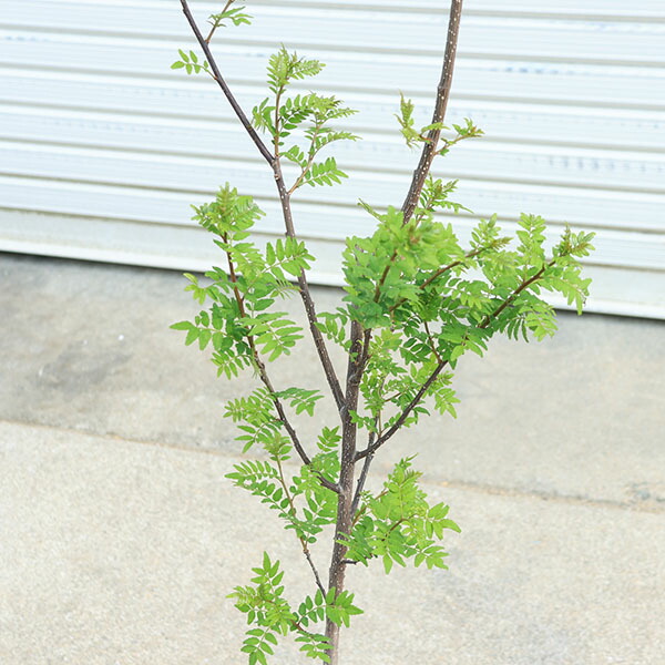 楽天市場】庭木 植木：朝倉山椒（朝倉サンショウ）大苗* 実山椒 みざん
