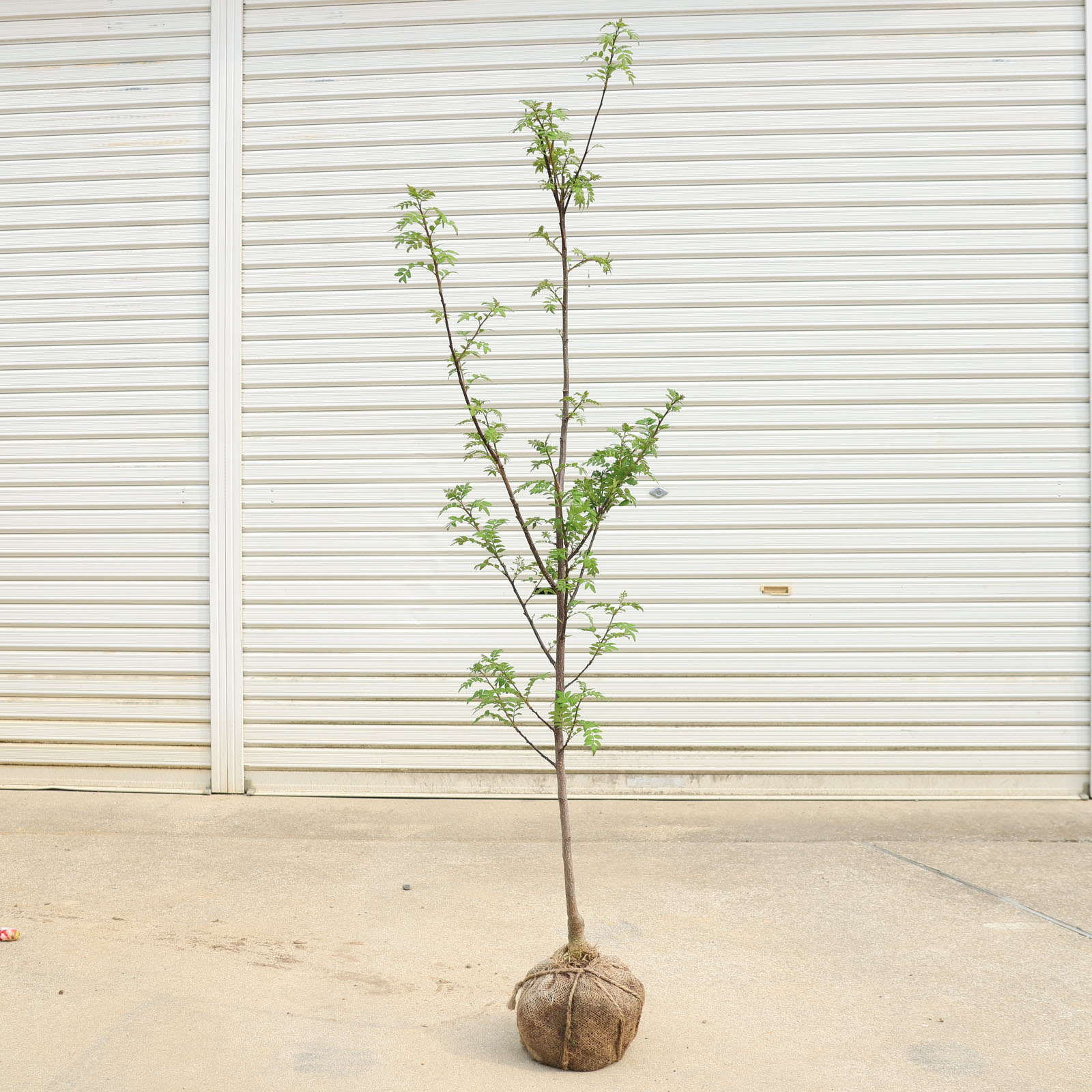 楽天市場】庭木 植木：朝倉山椒（朝倉サンショウ）大苗* 実山椒 みざん