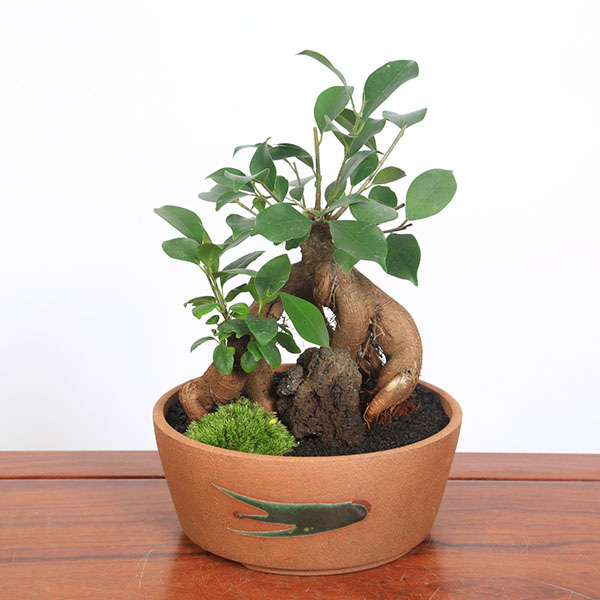 楽天市場】盆栽：ガジュマル2本寄せ*＜瀬戸焼鉢＞苔＆富士砂＆石付き