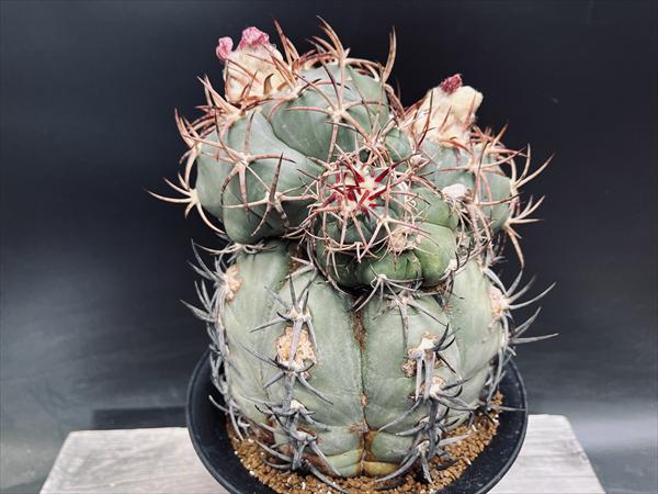 楽天市場】サボテン：エキノカクタス 太平丸 実生*幅16cm 現品！一品