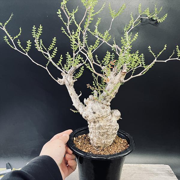 楽天市場】コーデックス：オペルクリカリア パキプス 発根済*葉幅