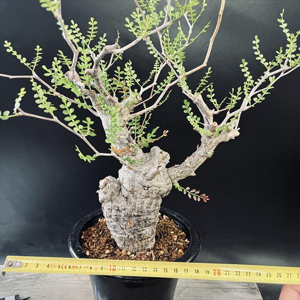 楽天市場】コーデックス：オペルクリカリア パキプス 発根済*葉幅