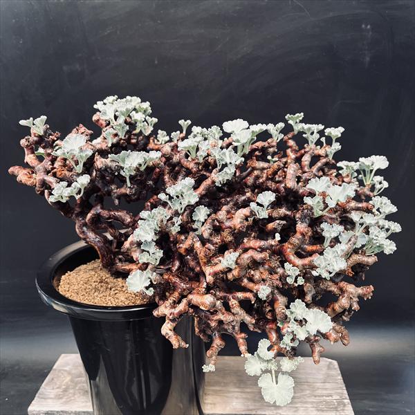 楽天市場】☆特価☆コーデックス：ペラルゴニウム ミラビレ*幅39cm