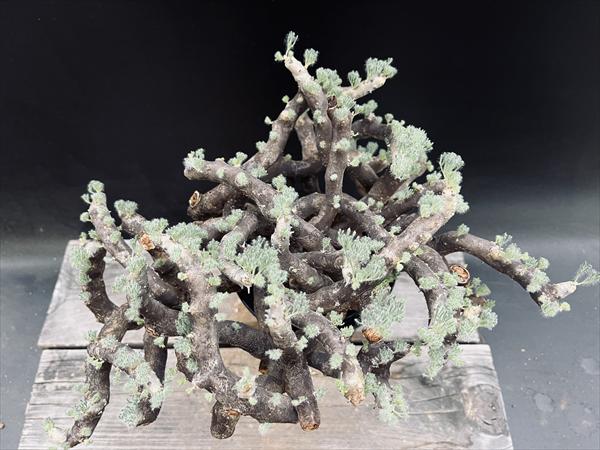 楽天市場】☆特価☆コーデックス：サルコカウロン ムルチフィズム 発根