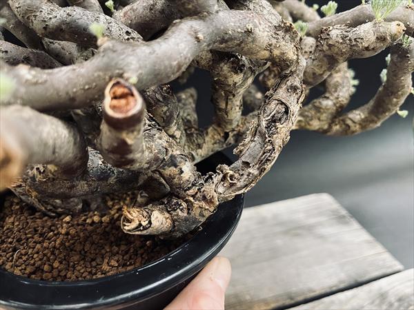 楽天市場】☆特価☆コーデックス：サルコカウロン ムルチフィズム 発根