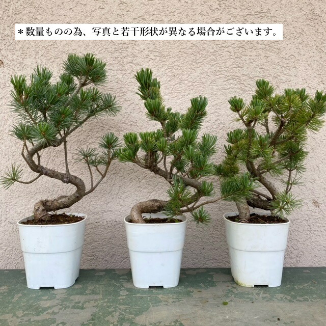 楽天市場】苗：五葉松(大・ごようまつ）*白ポット ゴヨウマツ : 遊恵