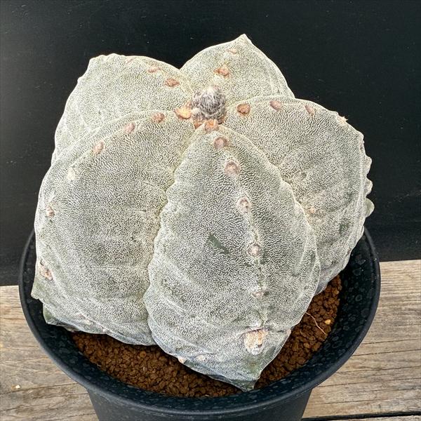 楽天市場】サボテン：アストロフィツム 肋骨ストロンギ鸞鳳玉 実生*幅