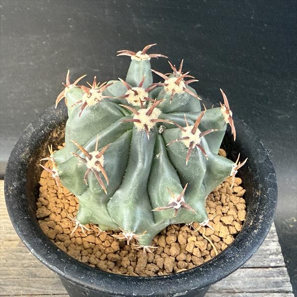 楽天市場】サボテン：フェロカクタス 短刺巨鷲玉 実生*幅6cm 現品