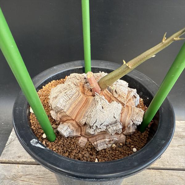 観葉植物 コーデックス 亀甲竜」の人気商品一覧 | 安い商品を通販