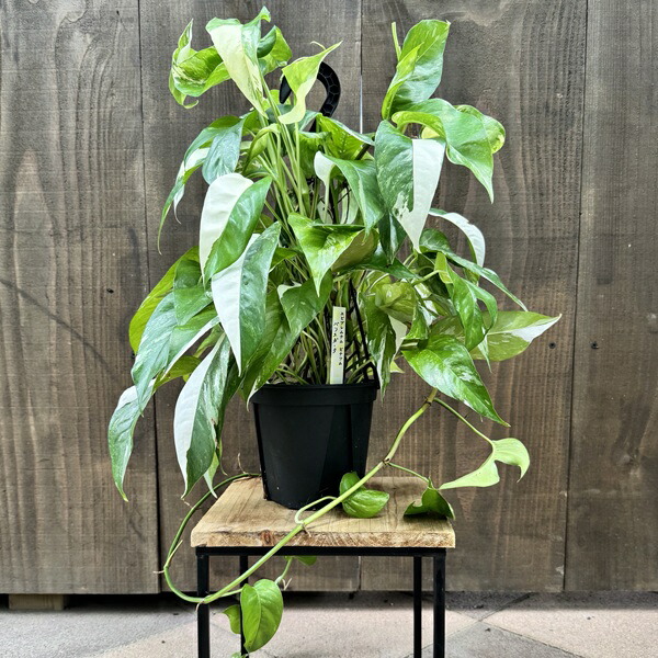 楽天市場】観葉植物：エピプレナム ピナツム バリエガータ*5号 吊り鉢